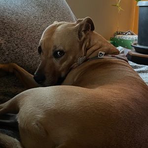 Meet your Posher, Wilson